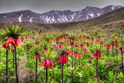 خوانسار-گلستان-کوه-217727