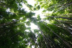 جنگل بامبو Bamboo Forest