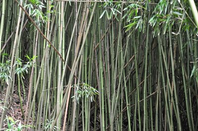 هاوایی-جنگل-بامبو-Bamboo-Forest-219824