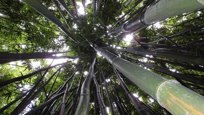 هاوایی-جنگل-بامبو-Bamboo-Forest-219828
