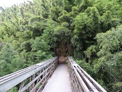 هاوایی-جنگل-بامبو-Bamboo-Forest-219834