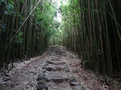 هاوایی-جنگل-بامبو-Bamboo-Forest-219832
