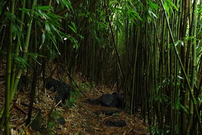 هاوایی-جنگل-بامبو-Bamboo-Forest-219822