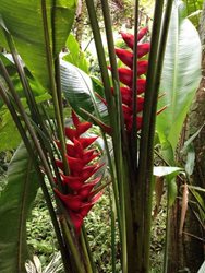 باغ گیاه شناسی گرمسیری هاوایی Hawaii Tropical Botanical Garden