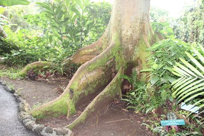 هاوایی-باغ-گیاه-شناسی-گرمسیری-هاوایی-Hawaii-Tropical-Botanical-Garden-221322