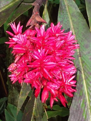 هاوایی-باغ-گیاه-شناسی-گرمسیری-هاوایی-Hawaii-Tropical-Botanical-Garden-221316