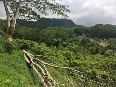 هاوایی-مسیر-کوهپیمایی-Kuilau-Ridge-Trail-221935