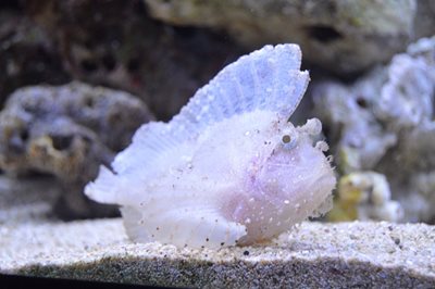 هاوایی-آکواریوم-وایکیکی-Waikiki-Aquarium-222330