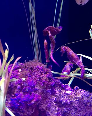 هاوایی-آکواریوم-وایکیکی-Waikiki-Aquarium-222333