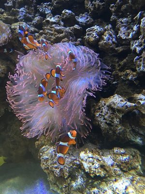 هاوایی-آکواریوم-وایکیکی-Waikiki-Aquarium-222331