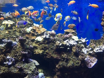 هاوایی-آکواریوم-وایکیکی-Waikiki-Aquarium-222345