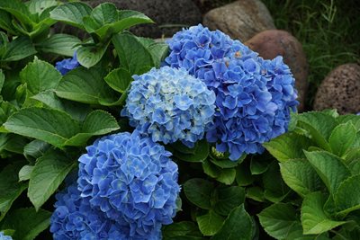 هاوایی-باغ-گیاه-شناسی-کولا-Kula-Botanical-Garden-222648