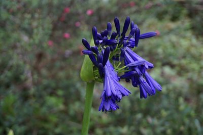 هاوایی-باغ-گیاه-شناسی-کولا-Kula-Botanical-Garden-222652