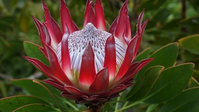 هاوایی-باغ-گیاه-شناسی-کولا-Kula-Botanical-Garden-222649
