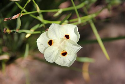 هاوایی-باغ-گیاه-شناسی-کولا-Kula-Botanical-Garden-222646