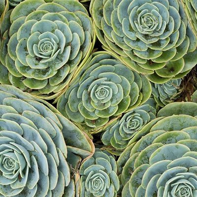 هاوایی-باغ-گیاه-شناسی-کولا-Kula-Botanical-Garden-222643