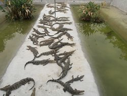 پارک کروکودیل ها Guangzhou Crocodile Park
