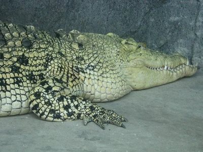 گوانجو-پارک-کروکودیل-ها-Guangzhou-Crocodile-Park-225690