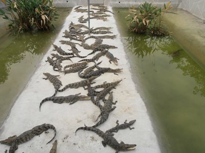 گوانجو-پارک-کروکودیل-ها-Guangzhou-Crocodile-Park-225695