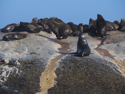 کیپ-تاون-جزیره-شیرهای-دریایی-Seal-Island-226980