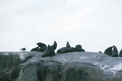 کیپ-تاون-جزیره-شیرهای-دریایی-Seal-Island-226984