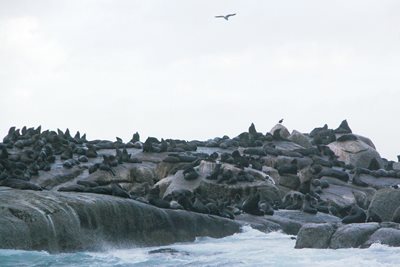 کیپ-تاون-جزیره-شیرهای-دریایی-Seal-Island-226988