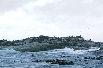 جزیره شیرهای دریایی Seal Island