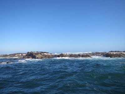 کیپ-تاون-جزیره-شیرهای-دریایی-Seal-Island-226990