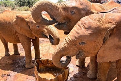 پارک فیل ها David Sheldrick Wildlife Trust