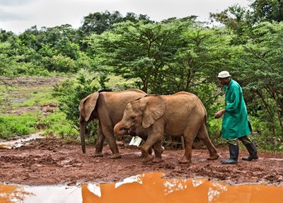 نایروبی-پارک-فیل-ها-David-Sheldrick-Wildlife-Trust-228219