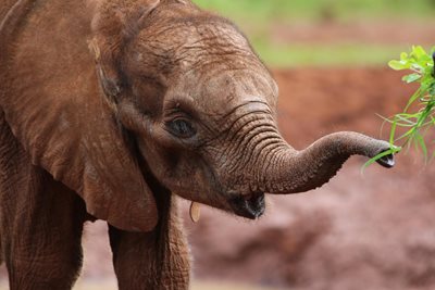 نایروبی-پارک-فیل-ها-David-Sheldrick-Wildlife-Trust-228216