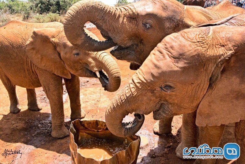 پارک فیل ها David Sheldrick Wildlife Trust