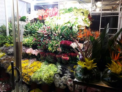 تهران-گل-فروشی-ارکیده-228287