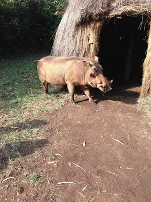 دهکده توریستی Bomas of Kenya