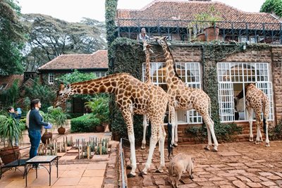 نایروبی-هتل-زرافه-ها-Giraffe-Manor-231097