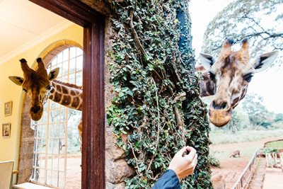 نایروبی-هتل-زرافه-ها-Giraffe-Manor-231098