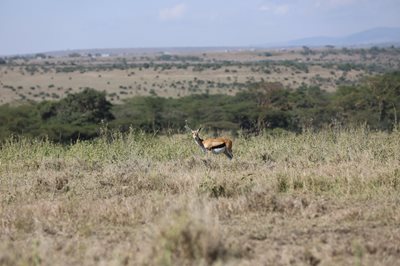 نایروبی-پارک-ملی-نایروبی-Nairobi-National-Park-231244