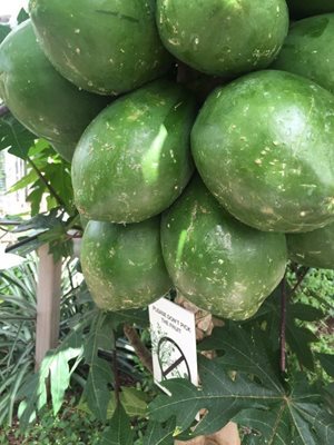 باغ گیاه شناسی ایالت متحده آمریکا United States Botanic Garden