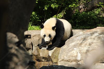 پارک ملی جانورشناسی National Zoological Park