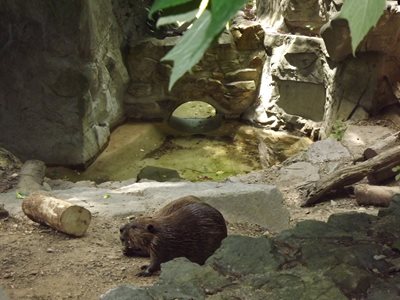 واشنگتن-پارک-ملی-جانورشناسی-National-Zoological-Park-247577