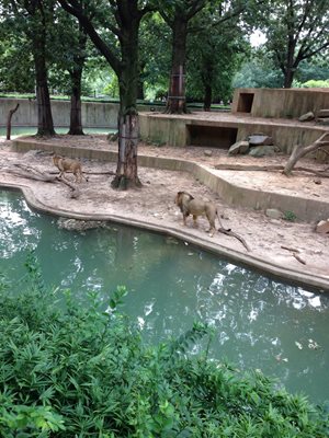 واشنگتن-پارک-ملی-جانورشناسی-National-Zoological-Park-247585