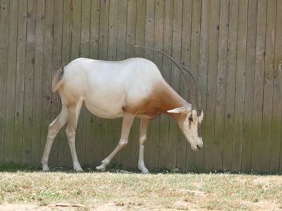 واشنگتن-پارک-ملی-جانورشناسی-National-Zoological-Park-247584