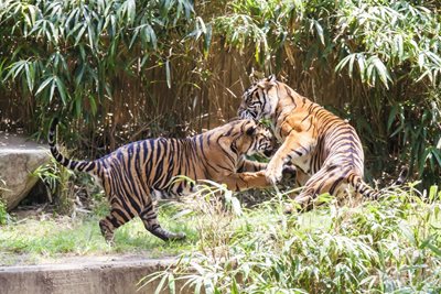 واشنگتن-پارک-ملی-جانورشناسی-National-Zoological-Park-247587