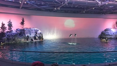 شیکاگو-آکواریوم-Shedd-Aquarium-253281