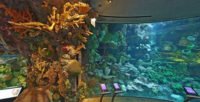 شیکاگو-آکواریوم-Shedd-Aquarium-253288