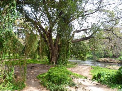 هاوانا-پارک-هاوانا-فارست-Havana-Forest-253811