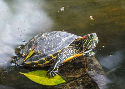 هنگ-کنگ-پارک-کولون-Kowloon-Park-262346