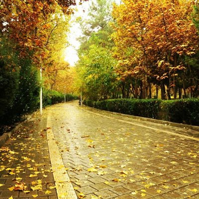 تهران-پارک-لاله-تهران-265908