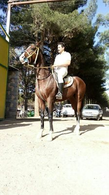 باشگاه سوارکاری میلادنور