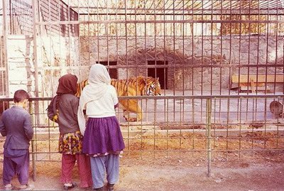 کابل-باغ-وحش-کابل-Kabul-Zoo-273288